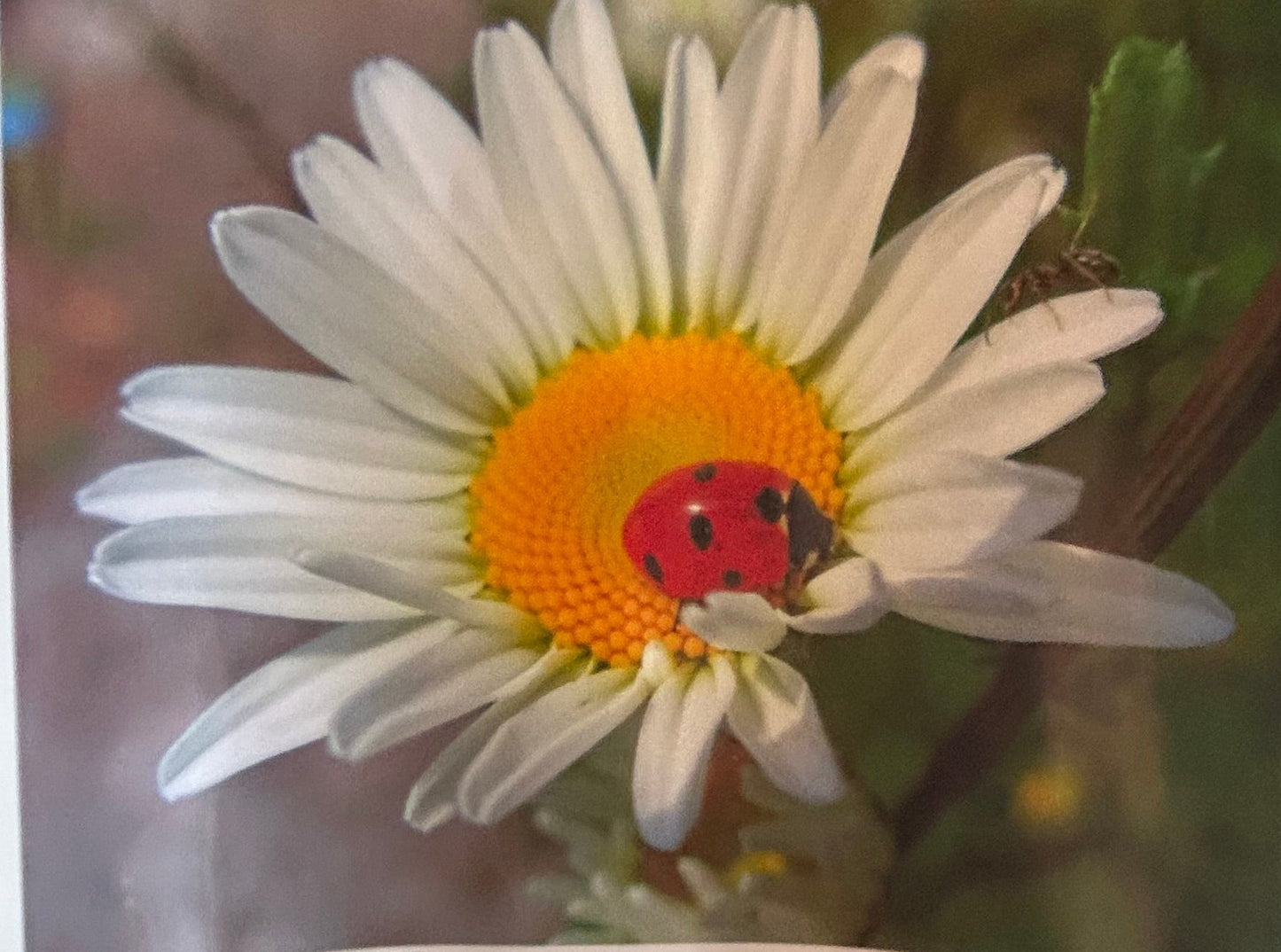 Paint By Number Art Kits
 XLarge Pick from 27 Designs